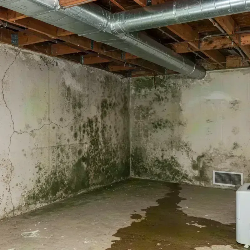 Professional Mold Removal in Fond du Lac County, WI